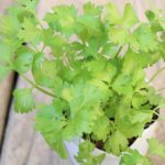 スープセロリの育て方 栽培 Lovegreen ラブグリーン スープセロリの育て方 栽培 Lovegreen ラブグリーン