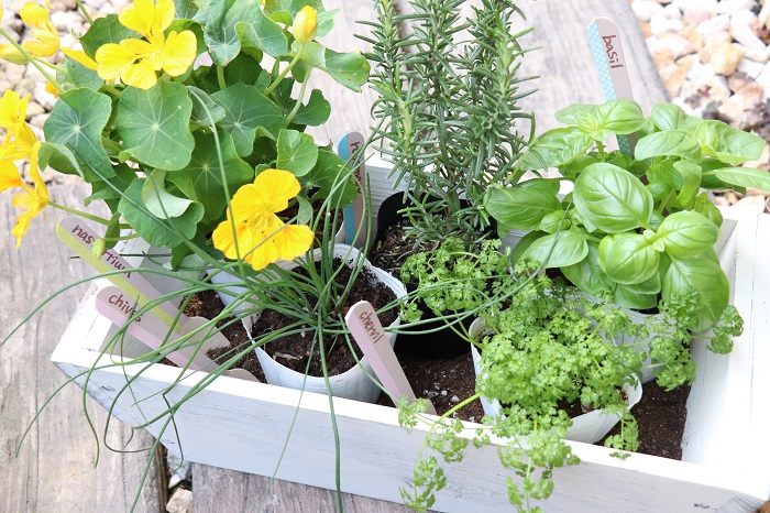 4月の寄せ植えに使いたいハーブと野菜15選 Lovegreen ラブグリーン