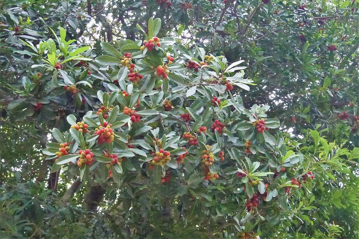 分類：常緑高木 樹高：5~10m ヤマモモは高木の枝の先にみっしりと赤い果実を実らせる果樹です。果実には硬く大きな種が入っているので、いきなり強く嚙まないように気をつけてください。
