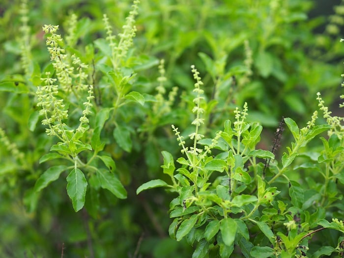 Adobe ホーリーバジル