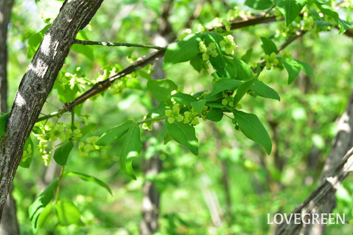 ニシキギ 錦木 の花言葉 種類 特徴 色別の花言葉 Lovegreen ラブグリーン