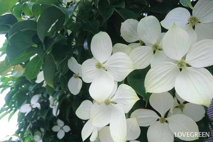 おすすめの庭木40種|低木や常緑など種類ごとに、庭木選びのポイントも紹介 | LOVEGREEN(ラブグリーン)