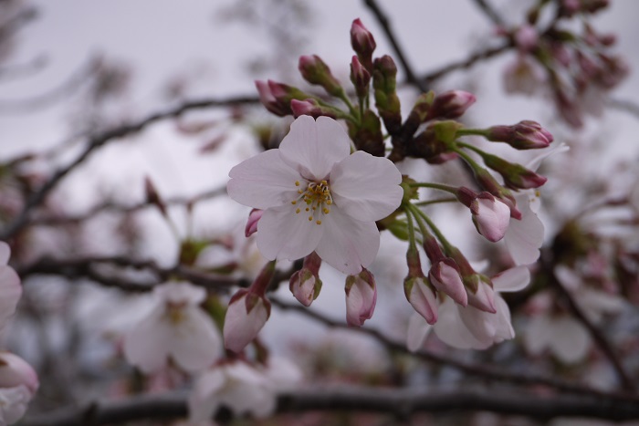 分類：落葉高木 樹高：5~10m 花期：3月~4月 桜は日本の春を代表するような花木です。春に一斉に花開き、あっという間に散っていくその儚さも魅力の一つです。