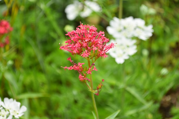 セントランサスは、別名レッドバレリアン、ホワイトバレリアンと呼ばれる宿根草のハーブです。赤や白の花が春から秋まで長期間、開花します。草丈があるので庭植え向きのハーブです。