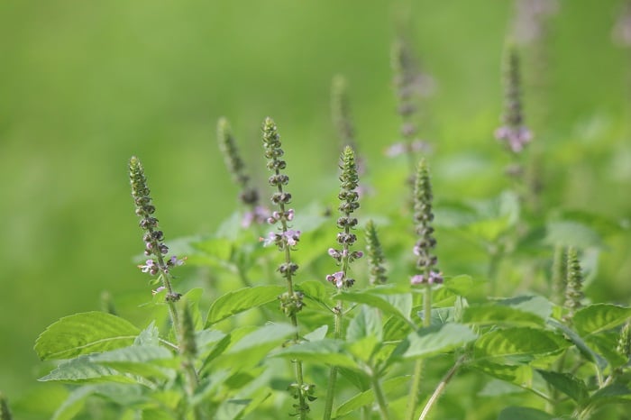 Adobe ホーリーバジル