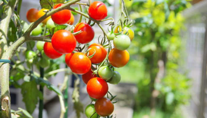 初めての家庭菜園でも簡単 人気のミニトマトも楽々栽培できる基本セットはこれ Lovegreen ラブグリーン