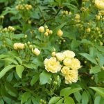 モッコウバラの育て方、剪定、誘引、花色や種類、香り、冬越しまで紹介します。春、桜が終わった頃にカスタードクリームのような淡黄色や白の可憐な花を咲かせるモッコウバラ。モッコウバラの魅力と楽しみ方のお話です。