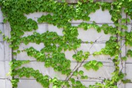 錆びた金属製のトレリスは、地面で育つつる性の植物をサポートします。