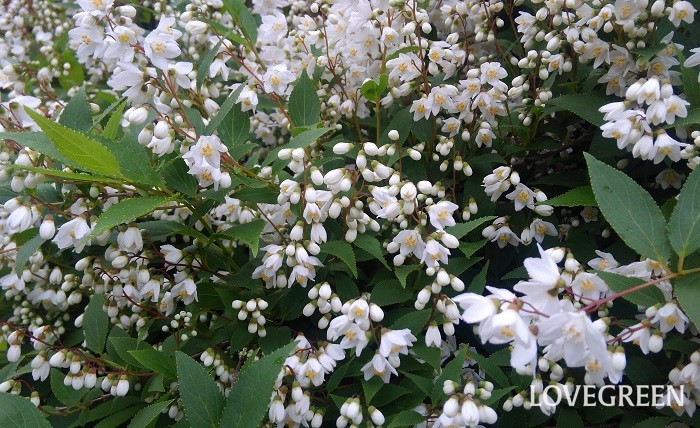 ヒメウツギの花言葉 種類 特徴 色別の花言葉 Lovegreen ラブグリーン