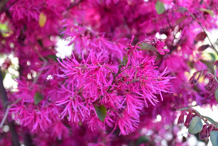 トキワマンサクの花言葉 種類 特徴 色別の花言葉 Lovegreen ラブグリーン