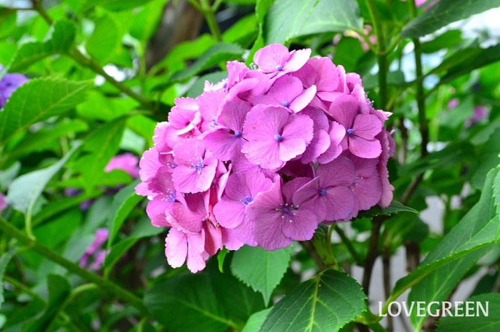 紫陽花 アジサイ の花言葉 種類 特徴 色別の花言葉 Lovegreen ラブグリーン