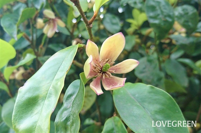 分類：常緑高木 樹高：3~5m 花期：4月~5月 カラタネオガタマはバナナに似た甘い香りの花を咲かせる常緑高木です。花色はクリーム色、赤花を咲かせる品種も人気です。葉の密度も高く、丈夫なため、庭木としても生垣としても人気があります。