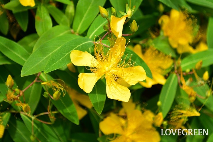 ビヨウヤナギ 美容柳 の花言葉 種類 特徴 色別の花言葉 Lovegreen ラブグリーン