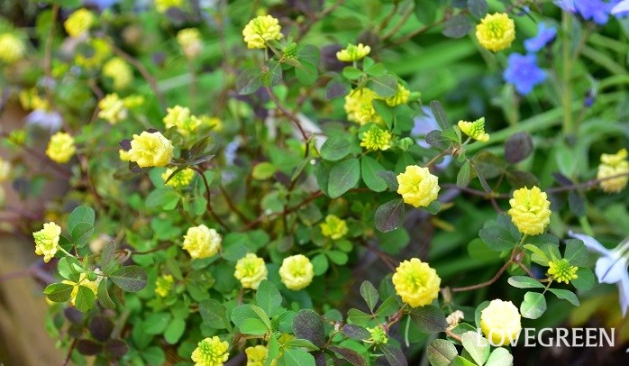こぼれ種で開花する花 ラッキークローバー クスダマツメクサ Lovegreen ラブグリーン