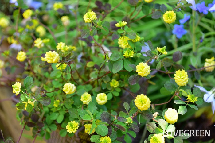 クスダマツメクサは、春から秋まで黄色いクスダマのような花を咲かせる耐寒性一年草です。地面一面に小さな黄色い花が開花している光景はとても見事です。花の終わりごろの形がビールの原材料のホップに似ていることから「ホップツメクサ」と呼ばれることもあります。最近、苗としての流通量が増えて、「ラッキークローバー」という名前で流通しています。