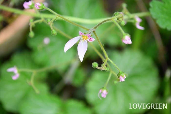 ユキノシタ 雪の下 の花言葉 種類 特徴 色別の花言葉 Lovegreen ラブグリーン