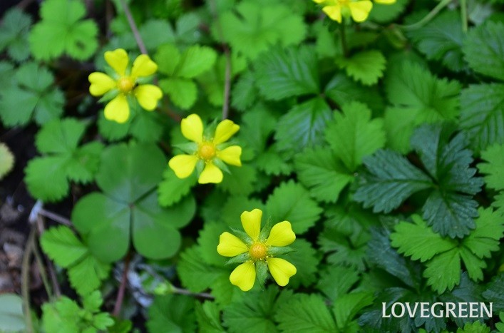 ヘビイチゴの花言葉 種類 特徴 色別の花言葉 Lovegreen ラブグリーン