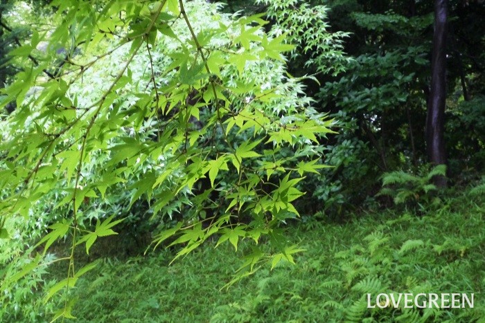 イロハモミジの育て方や剪定のコツ 庭木にしたい美しさ 花 紅葉の魅力 Lovegreen ラブグリーン