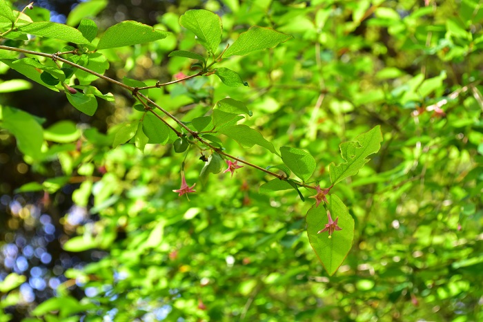 ウグイスカグラ（鶯神楽）は、スイカズラ科の落葉低木です。四国、本州、北海道の山野に自生し、公園樹としても植栽されています。緑の葉の縁はうっすらと赤みを帯びています。