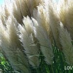 5ec8a5133a55a5fc83ed32866c52e0