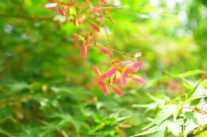 イロハモミジとは 育て方や剪定のコツ 庭木におすすめの花や紅葉の魅力 Lovegreen ラブグリーン