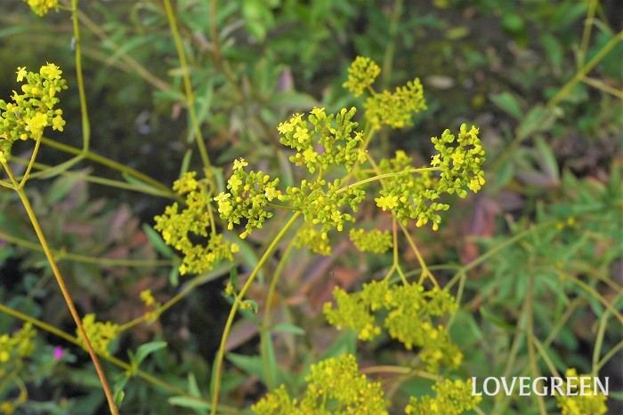 オミナエシ オミナエシは秋の七草にも数えられる、黄色い花です。茶花としても人気です。香りに特徴があるので、苦手な人もいるかもしれません。