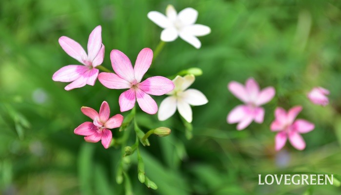 4月 5月に咲く花 こぼれ種で増える丈夫な花 ヒメヒオウギ Lovegreen ラブグリーン