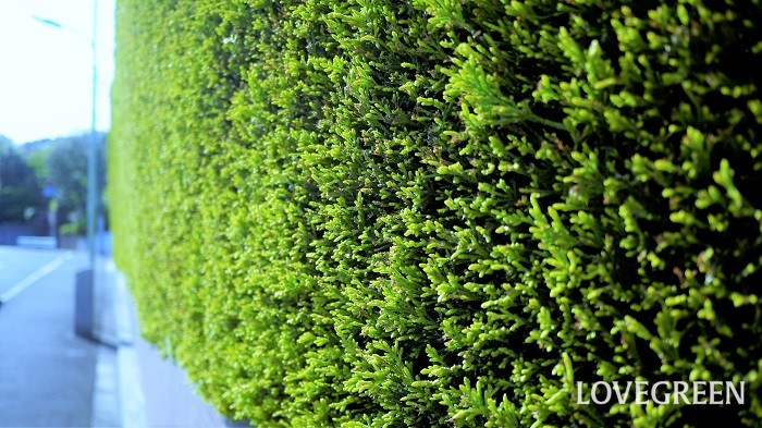 生垣とは 生垣の作り方や剪定 おしゃれな生垣におすすめの種類28選 Lovegreen ラブグリーン