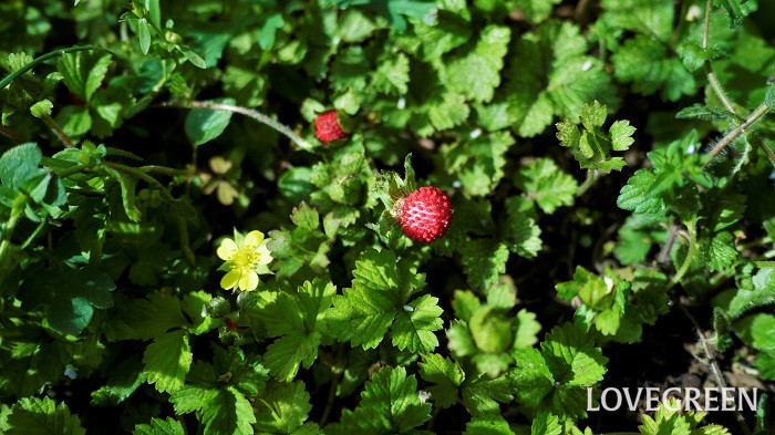 ヘビイチゴとは 食べられる ヘビイチゴの季節 花や実の特徴 似ている植物 Lovegreen ラブグリーン