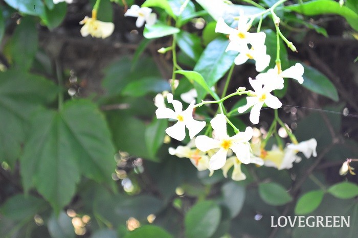 テイカカズラ 定家葛 の花言葉 種類 特徴 色別の花言葉 Lovegreen ラブグリーン