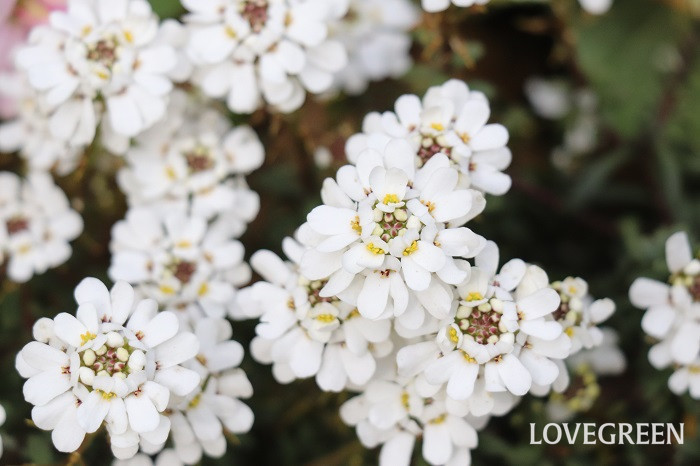 白色のイベリスは、お砂糖のお菓子のような可愛らしい花が株をおおうように咲きます。