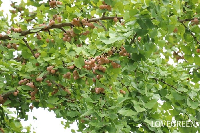 イチョウ（銀杏）の実　特徴