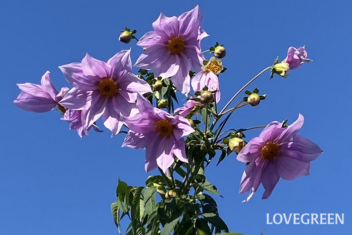 皇帝ダリアの花言葉 種類 特徴 色別の花言葉 Lovegreen ラブグリーン