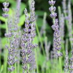 ラベンダー　花言葉　特徴　育て方