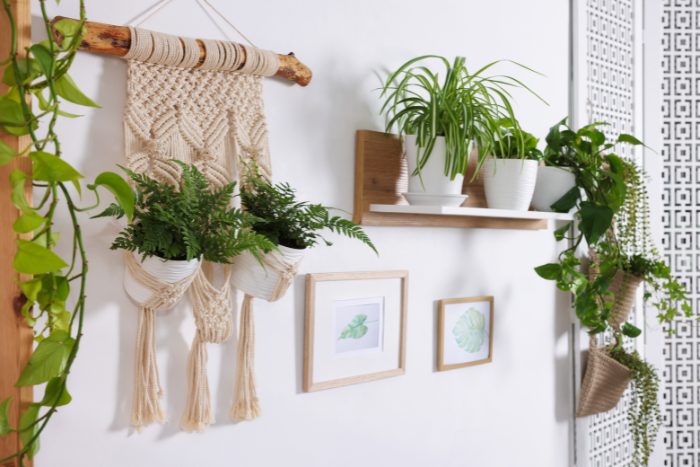 Canva画像　観葉植物　インテリア