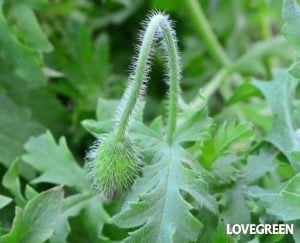 ヒナゲシの花言葉|花の特徴や名前の由来、種類 | LOVEGREEN(ラブグリーン)