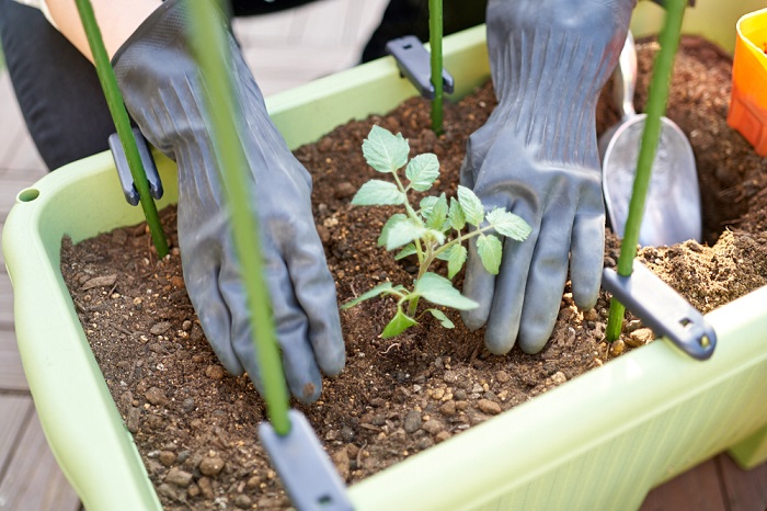 Gwに届く苗と栽培セット 今年のおうち時間は初めてでも簡単なプランター菜園を始めよう Lovegreen ラブグリーン