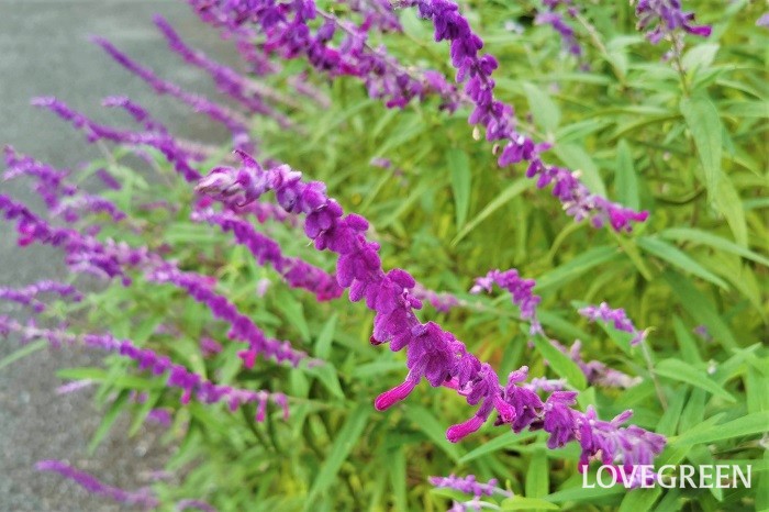 アメジストセージは風を感じるような美しい花です。まだ暑さの残る秋分の日の頃に紫色のアメジストセージの花は涼を感じさせてくれます。