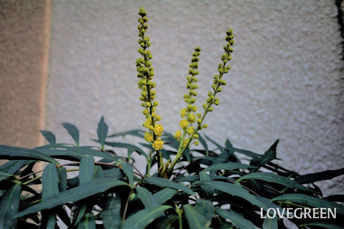 分類：常緑低木 樹高：1~2m 花期：11月~12月 マホニアは細くギザギザとした葉が特徴的な常緑低木です。花が少なくなる冬に明るい黄色の花を咲かせます。あまり大きくならないので育てやすく、生垣にも向いています。