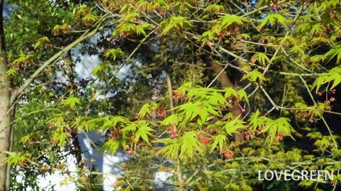 イロハモミジの育て方や剪定のコツ 庭木にしたい美しさ 花 紅葉の魅力 Lovegreen ラブグリーン