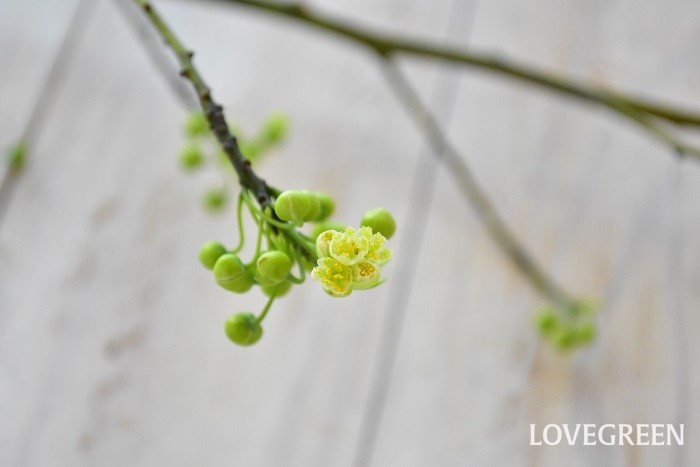 アオモジ 青文字 の花言葉 種類 特徴 色別の花言葉 Lovegreen ラブグリーン
