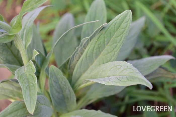 シノグロッサム1 シノグロッサム