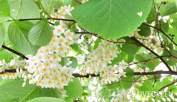 初夏に白い花が咲く木 ハクウンボク Lovegreen ラブグリーン