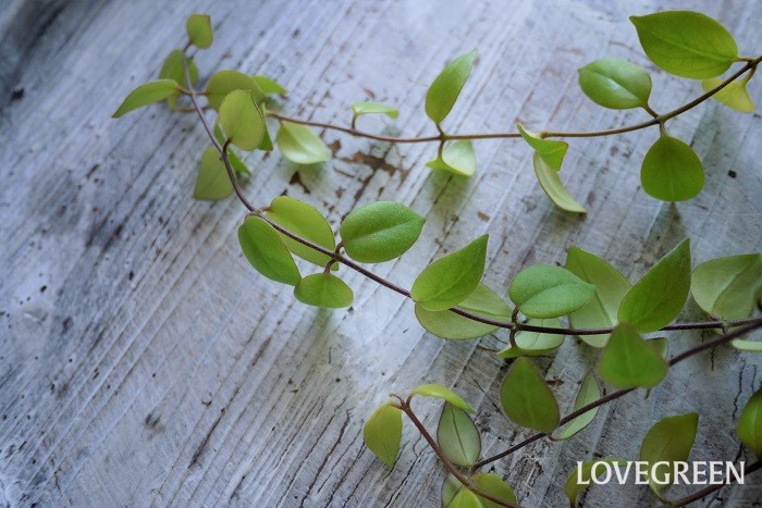 エスキナンサスは、イワタバコ科の常緑つる性植物です。厚みのある葉が可愛らしい観葉植物です。直射日光と寒さに弱いので、カーテン越しの日光が当たるような室内で育てます。