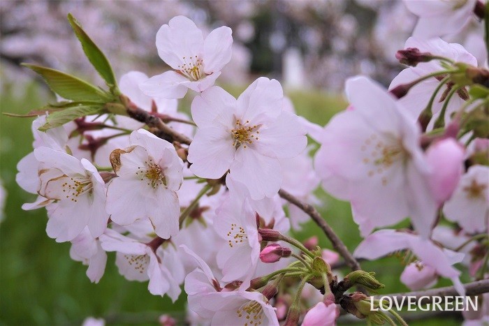 樹高：5~10m 花期：3月~4月 サクラはバラ科の落葉高木です。サクラの中でもソメイヨシノは日本の春を代表するような花。サクラは街路樹のほか、公園、河原などあらゆるところに植えられています。サクラが満開になる季節には、用がなくても桜並木を歩きたくなります。春の花ばかりが注目されるようですが、秋の紅葉も美しい樹木です。