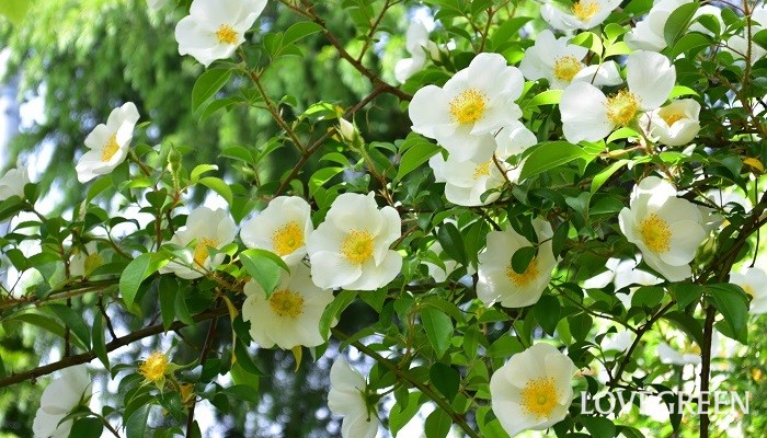 ナニワイバラの花言葉 種類 特徴 色別の花言葉 Lovegreen ラブグリーン