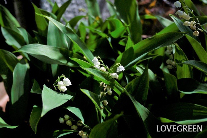 スズランはベル型の真白な小さな花を咲かせる多年草です。一般的に流通しているものの多くはドイツスズランです。スズランに花には芳香があります。明るい半日陰を好みます。