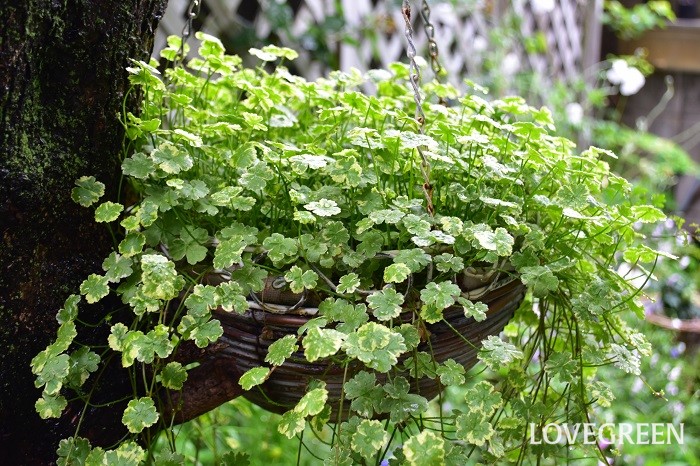 グラウンドカバー 寄せ植えにおすすめの多年草 斑入りチドメグサ Lovegreen ラブグリーン