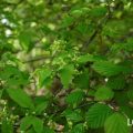 日陰で育てられる植物を紹介します。日陰という言葉の意味から、お庭の日陰の種類の説明、日陰で育つ植物、日陰で花が咲く植物、グランドカバーや観葉植物までずらり30種類。日陰に向いている植物に詳しくなれます。