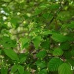 日陰で育てられる植物を紹介します。日陰という言葉の意味から、お庭の日陰の種類の説明、日陰で育つ植物、日陰で花が咲く植物、グランドカバーや観葉植物までずらり30種類。日陰に向いている植物に詳しくなれます。
